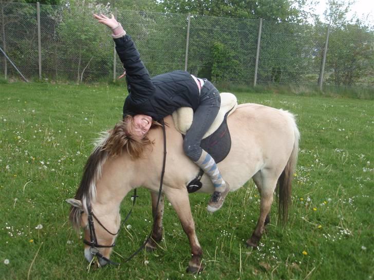 Fjordhest Stella(part/rider) - Øhm, lad hver at spør? xD billede 2