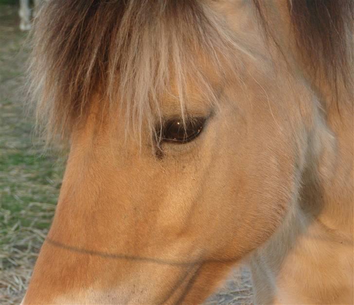 Fjordhest Stella(part/rider) - Jeg holder øje med dig :p billede 5