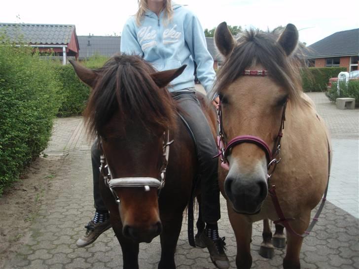 Fjordhest Stella(part/rider) - Mig og Tjalfe<3 billede 6