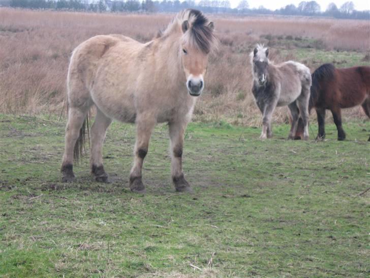 Fjordhest Stella(part/rider) - Såå Nuttet jeg er :D billede 8
