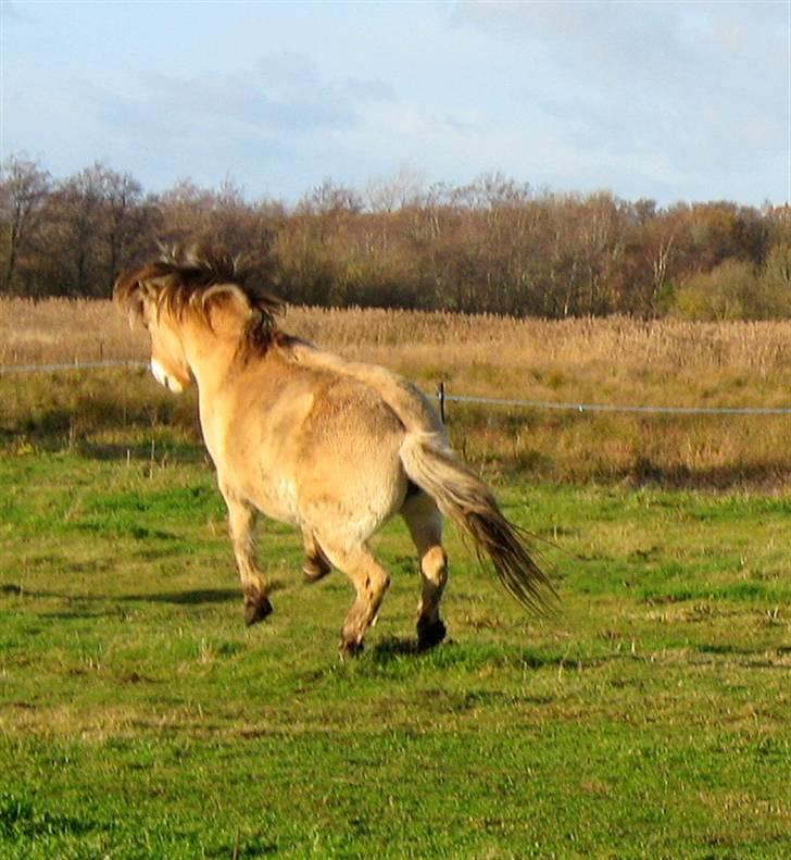 Fjordhest Stella(part/rider) - Hoop laa! billede 10