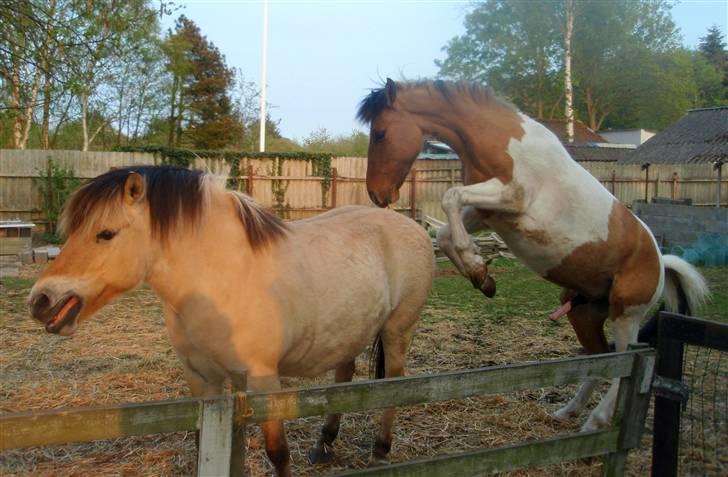 Fjordhest Stella(part/rider) - Arg, din Bette Møgunge! :O billede 12