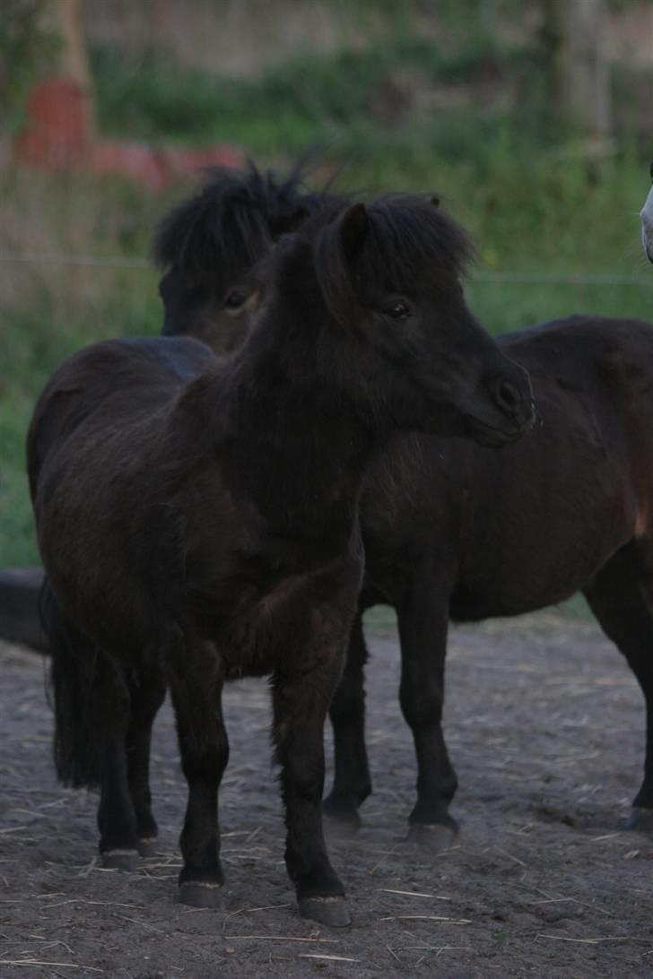 Shetlænder Ronja - 1/5-09 Ronja og Max bagved. :o)  billede 13