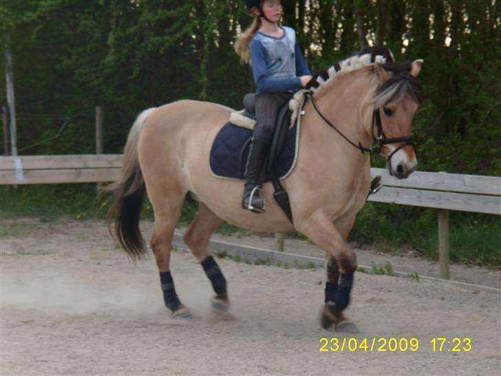 Fjordhest Thilde I miss you! - I trav til undervisning billede 14