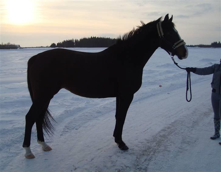 Dansk Varmblod Giza - Opstilling d. 24.01.2010, her har hun haft ferie siden 01.12.09.  billede 18