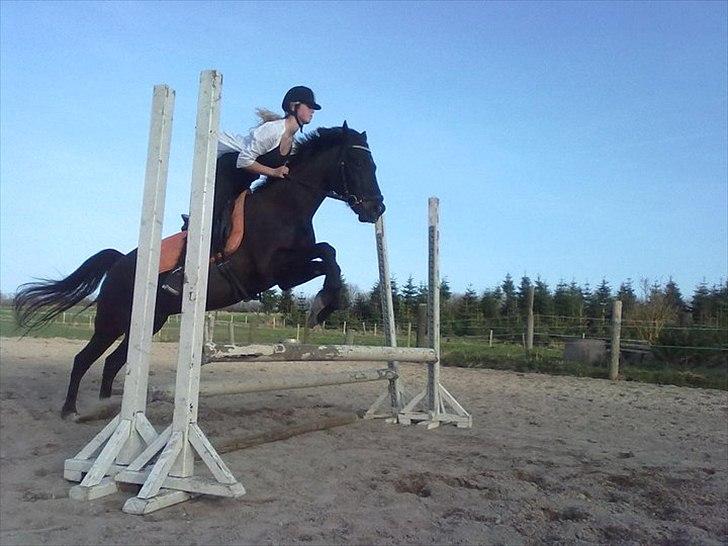 Anden særlig race Prince - Jeg springer i gamasher og normale sko, så jeg sidder lidt mærkeligt :D  billede 18