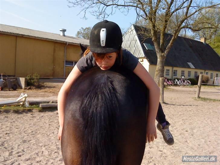 Anden særlig race Prince billede 19