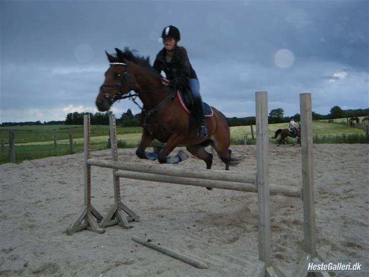 Traver Cindy vestermarken - himmelhest - 120! SYG TRAVER! DET LIGNER HUN RAMMER, MEN DET ER BARE RIDEBANESANDET DER ER IMELLEM BUMMEN OG HENDES BEN {:  billede 8