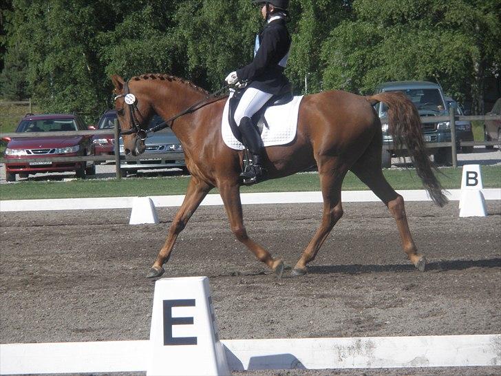 Hollandsk Sportspony Marien - Anne og Malle i dressur Cncp90 billede 8