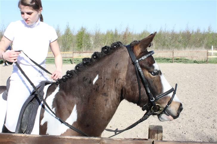 Anden særlig race Brahsal´s Power billede 9