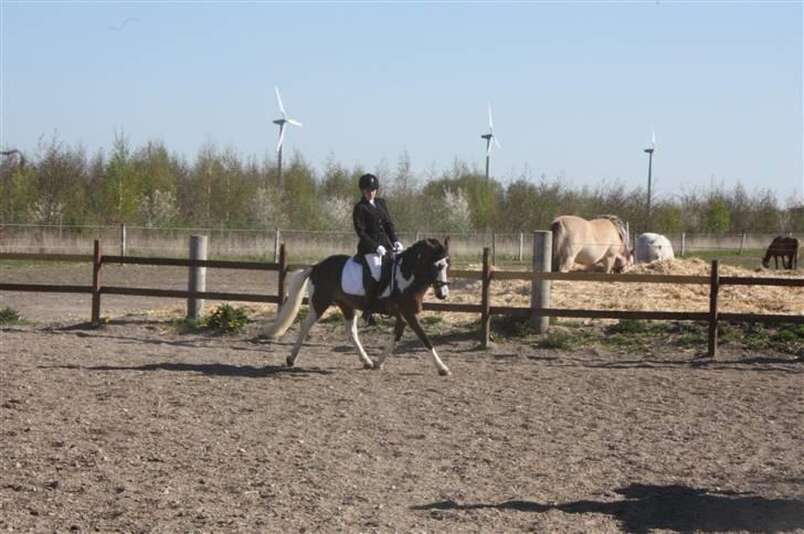 Anden særlig race Brahsal´s Power billede 10