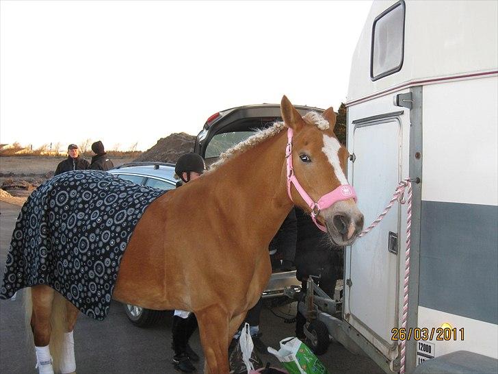 Haflinger Kaspertot's Qena - Stævne i Skjern billede 18