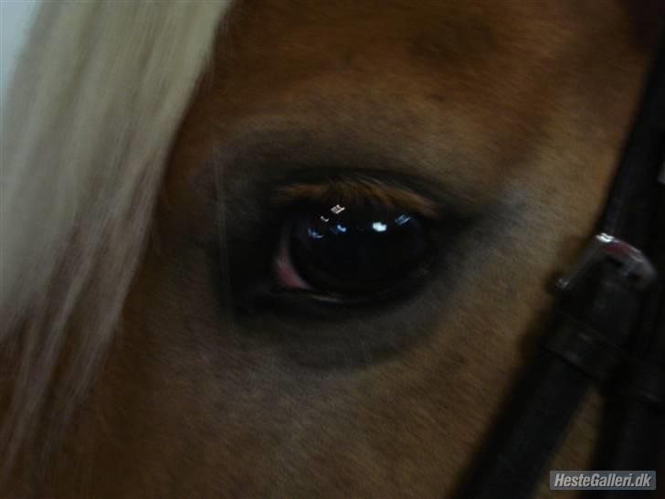 Haflinger Kaspertot's Qena - Qena´s smukke øje billede 7