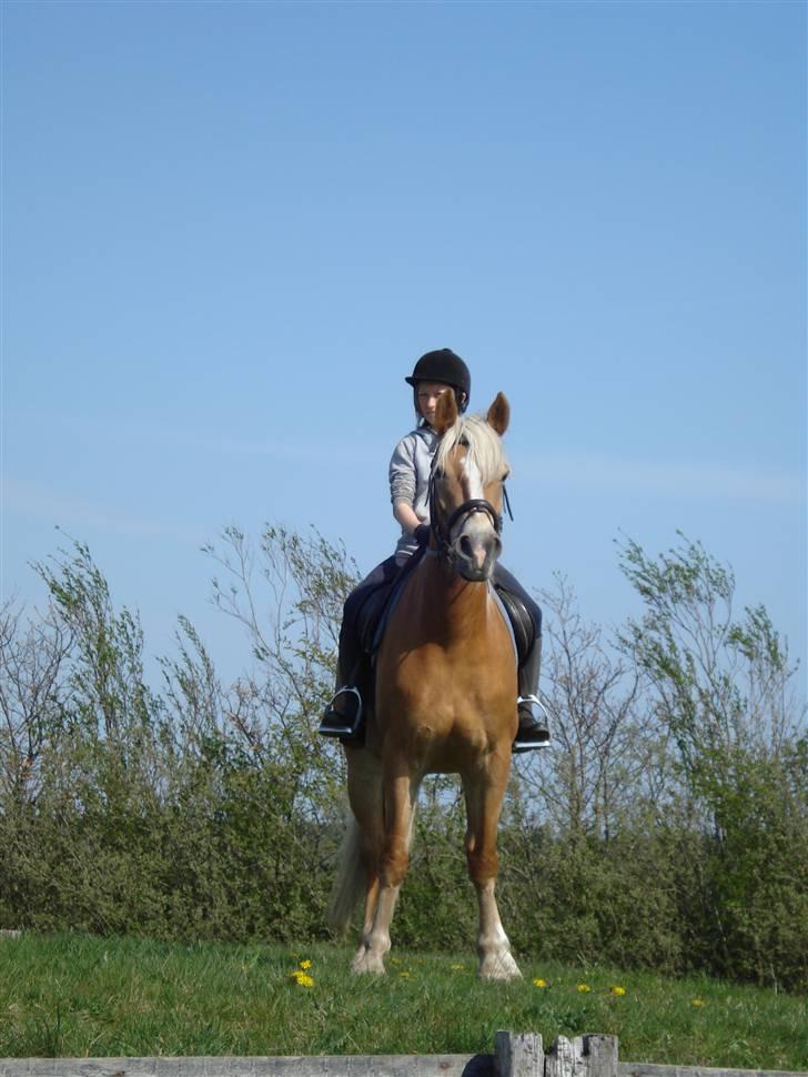 Haflinger Kaspertot's Qena billede 9