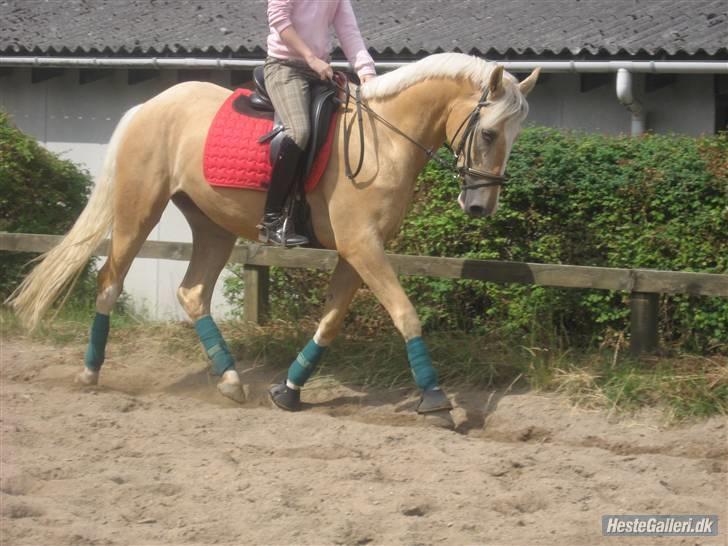 Palomino Lysgaards Bazar#SOLGT# - Min nye Stjerne .  billede 1