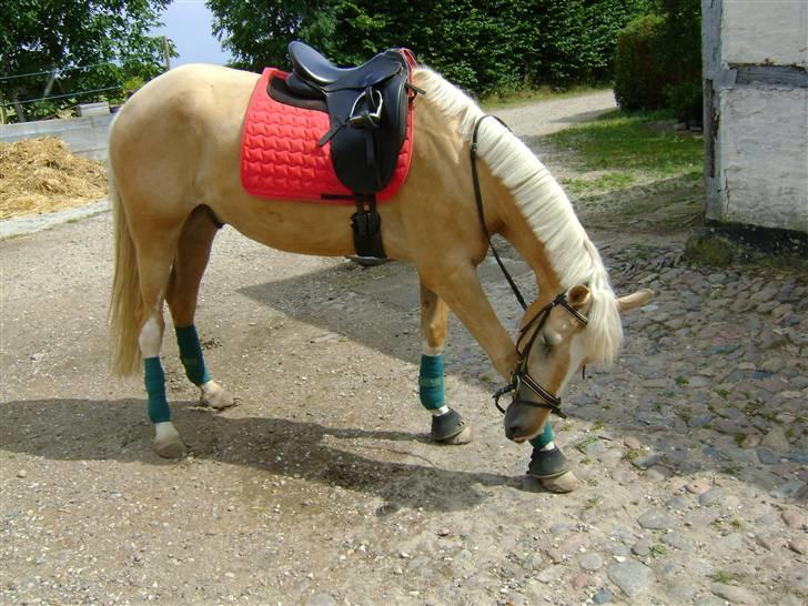 Palomino Lysgaards Bazar#SOLGT# - Ihh det Klør med de der tingester om benet :D Skøre Bandit billede 2