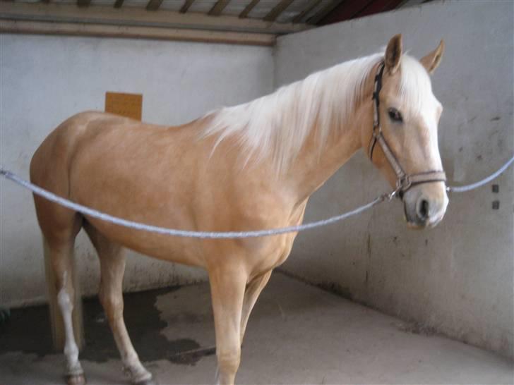 Palomino Lysgaards Bazar#SOLGT# billede 4