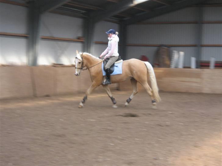 Palomino Lysgaards Bazar#SOLGT# billede 5