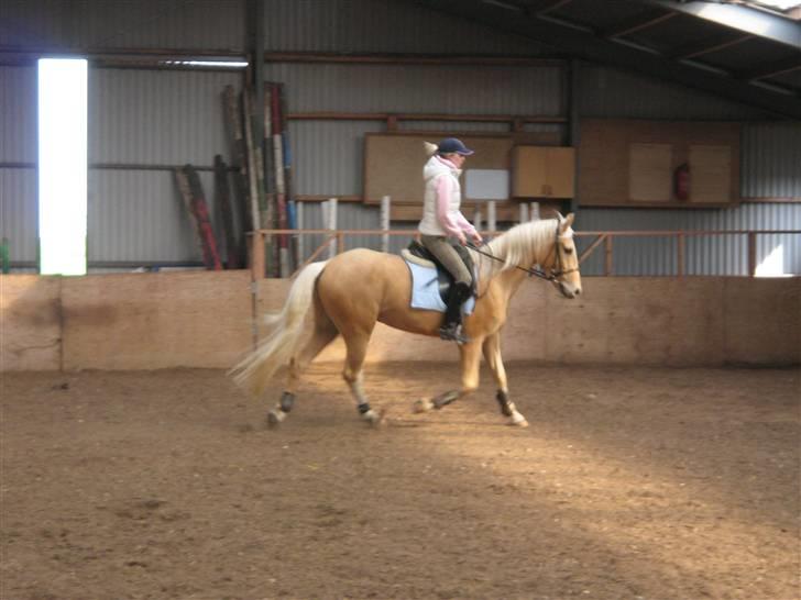 Palomino Lysgaards Bazar#SOLGT# billede 6