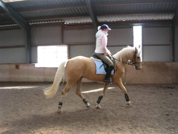 Palomino Lysgaards Bazar#SOLGT# billede 7