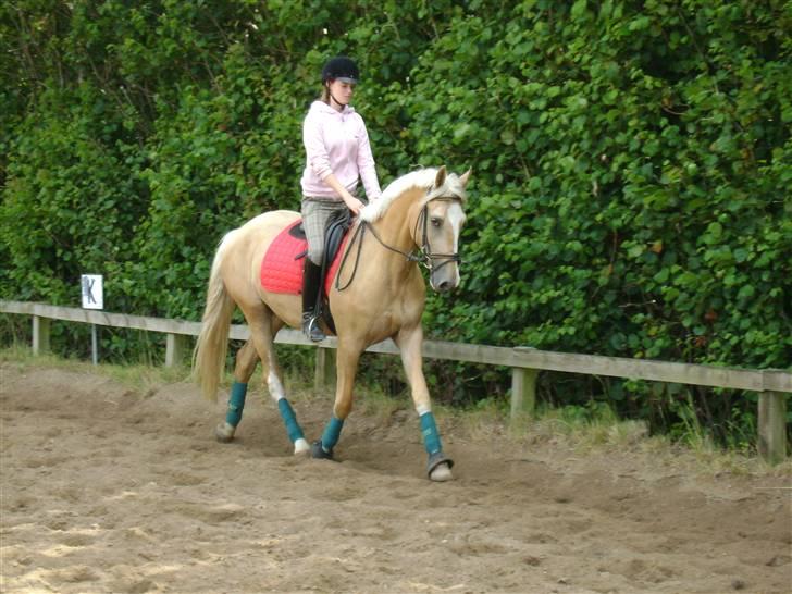 Palomino Lysgaards Bazar#SOLGT# - Babyen Træner d 8/7 09 billede 8
