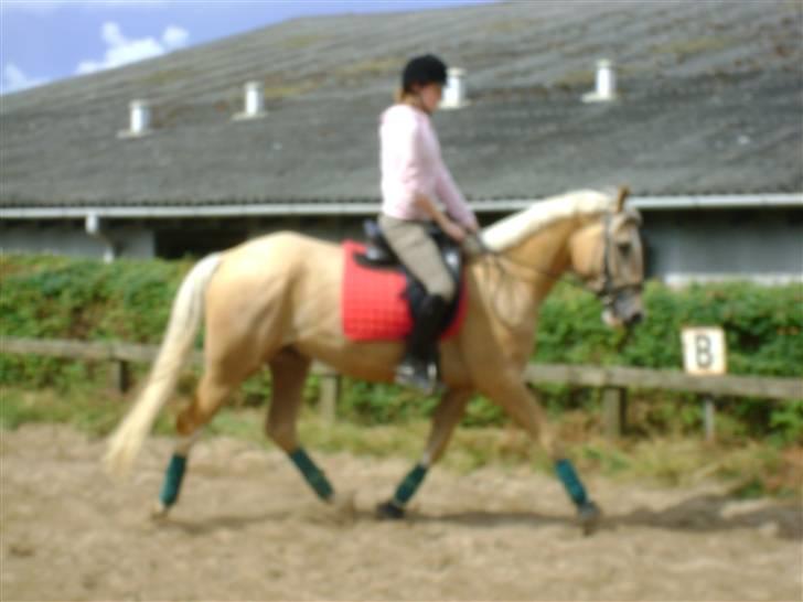 Palomino Lysgaards Bazar#SOLGT# - Babyen træner d 8/7 09 billede 9