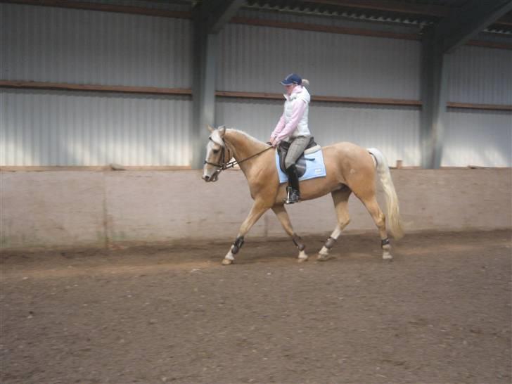 Palomino Lysgaards Bazar#SOLGT# billede 10