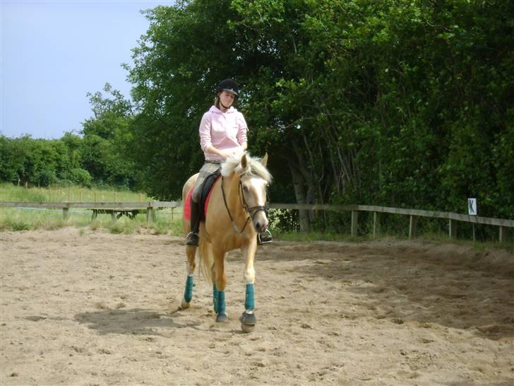 Palomino Lysgaards Bazar#SOLGT# - Så er banditten færdig :) Flotte hest d.  8/7 09 billede 11