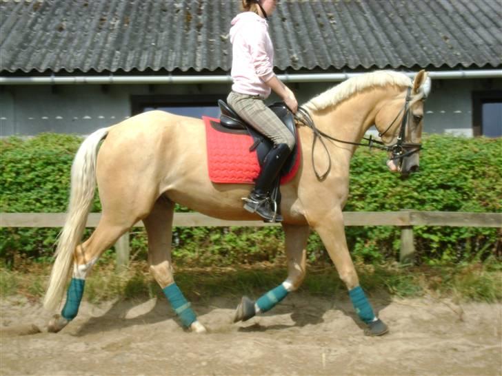 Palomino Lysgaards Bazar#SOLGT# - Babyen træner d. 8/7 09 billede 12