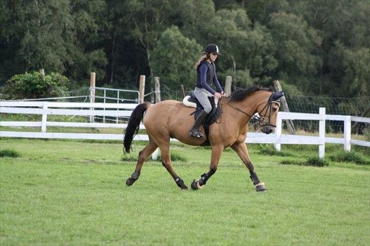 Anden særlig race Bratz <3 - Hvorfor er han altid så god til dressur når han skal spring?? l: Billede: Mia billede 3