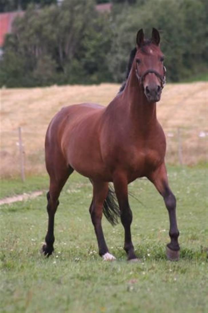 Pinto Araber Seven Garbo *Himmelhest* billede 1