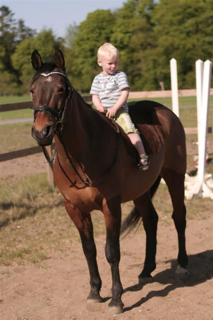 Pinto Araber Seven Garbo *Himmelhest* billede 2