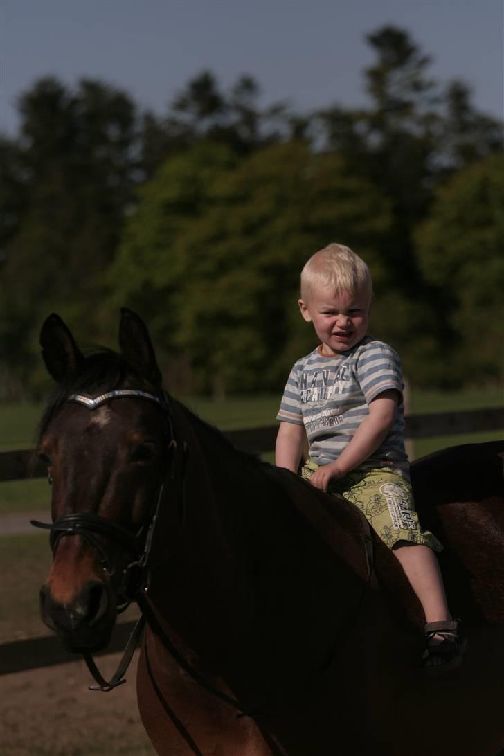 Pinto Araber Seven Garbo *Himmelhest* billede 3