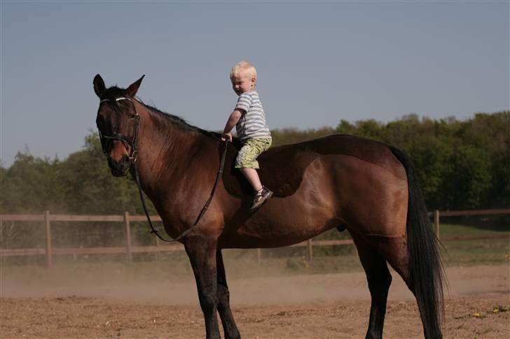 Pinto Araber Seven Garbo *Himmelhest* billede 4