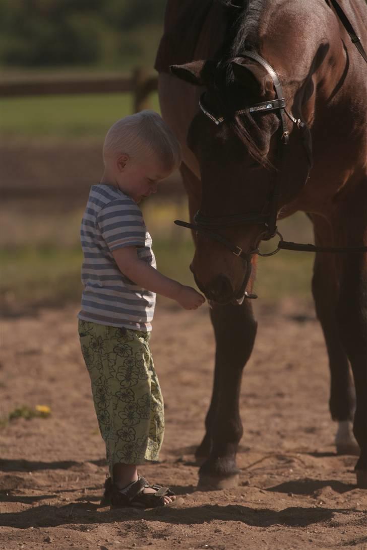 Pinto Araber Seven Garbo *Himmelhest* billede 5