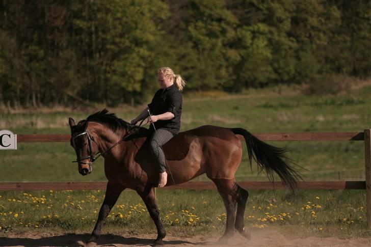 Pinto Araber Seven Garbo *Himmelhest* billede 6