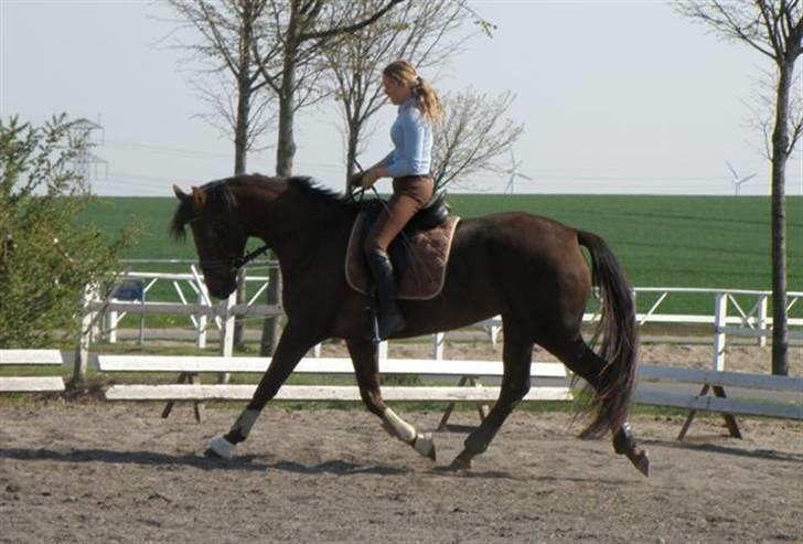 Dansk Varmblod Hotja Nord - Ridehesten.......... billede 10