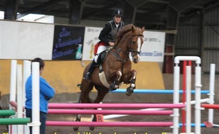 Dansk Varmblod Lindegaardens maybelline - LC billede 2