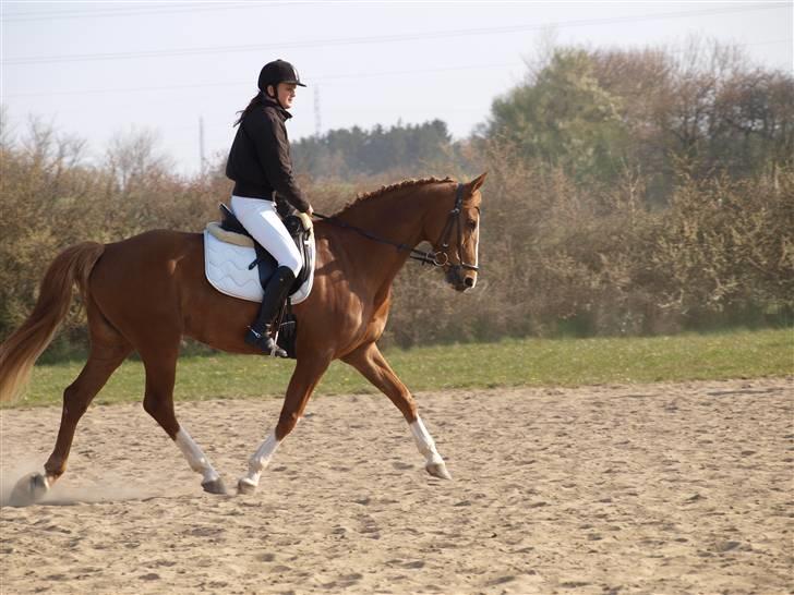 Dansk Varmblod Lindegaardens maybelline - opvarmning til dressur billede 3