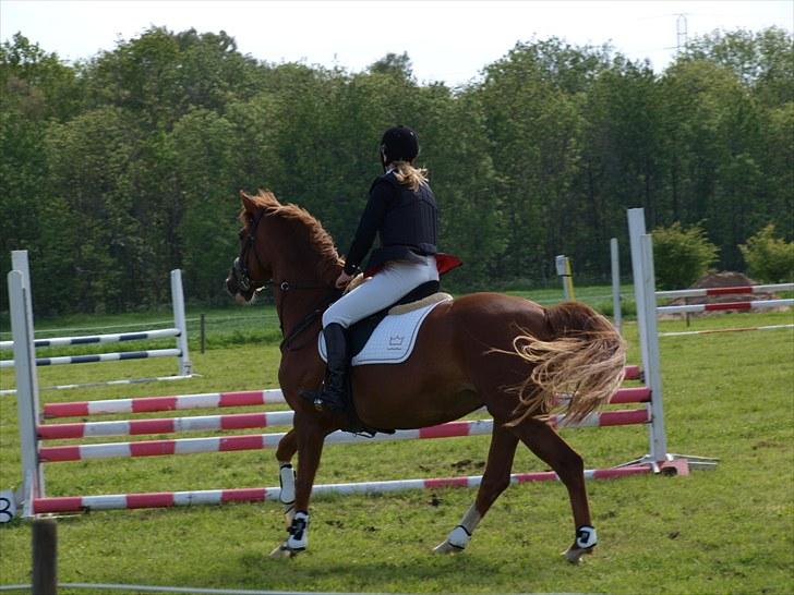 Dansk Varmblod Lindegaardens maybelline billede 5