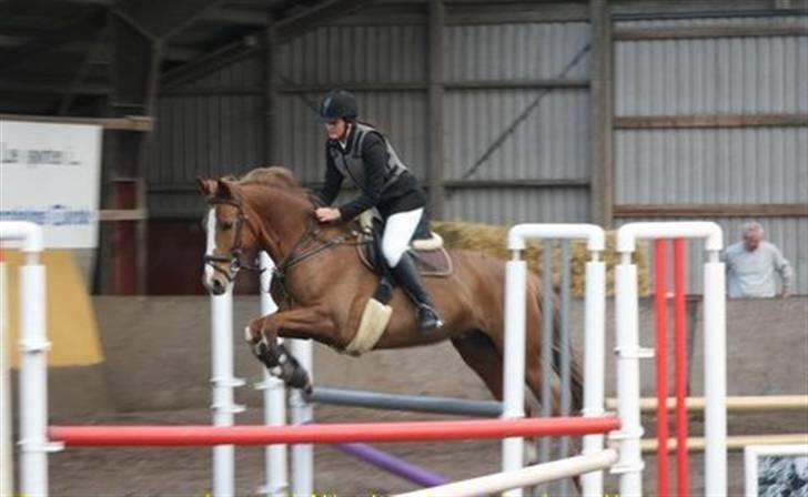 Dansk Varmblod Lindegaardens maybelline - LD billede 6