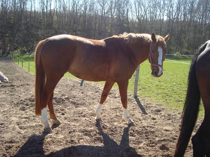 Dansk Varmblod Lindegaardens maybelline billede 7