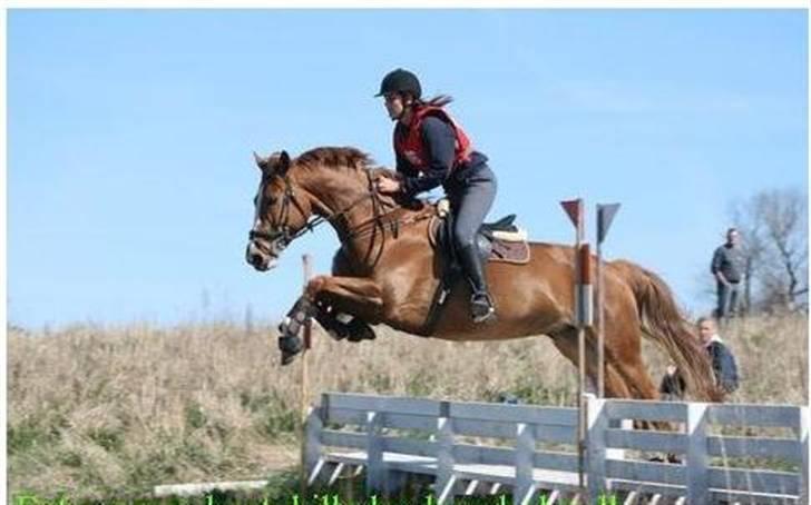 Dansk Varmblod Lindegaardens maybelline - 70 cm billede 8