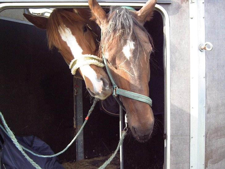 Dansk Varmblod Lindegaardens maybelline billede 9