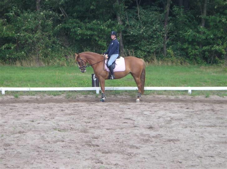 Dansk Varmblod Lindegaardens maybelline - lige da jeg havde købt hende billede 10