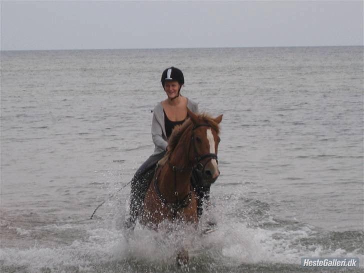 Dansk Varmblod Lindegaardens maybelline - stranden forår 10´ billede 11