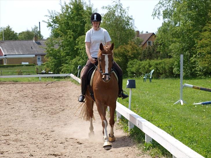 Dansk Varmblod Lindegaardens maybelline - maybelline til berider undervisning sommer 2010 - stjernehest! billede 12