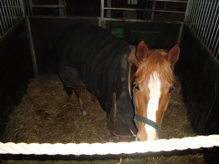 Dansk Varmblod Lindegaardens maybelline billede 13