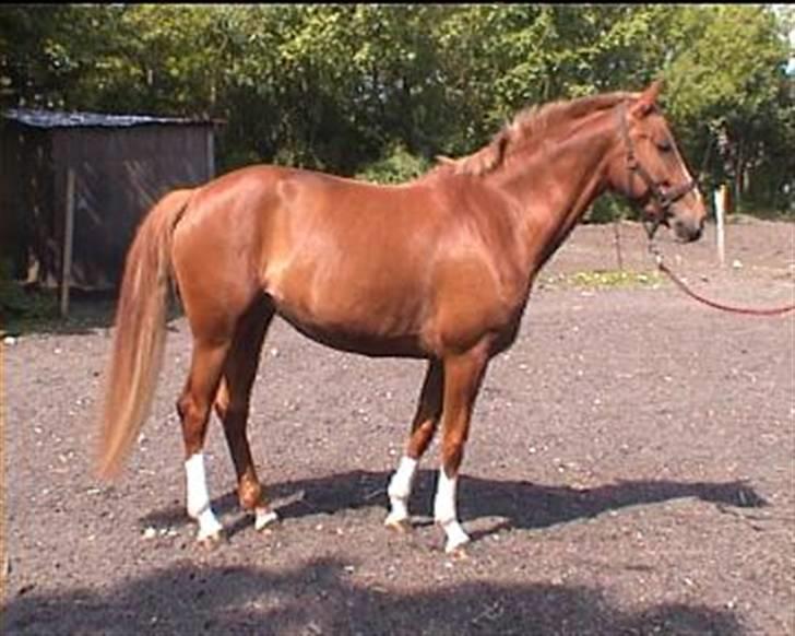 Dansk Varmblod Lindegaardens maybelline billede 15