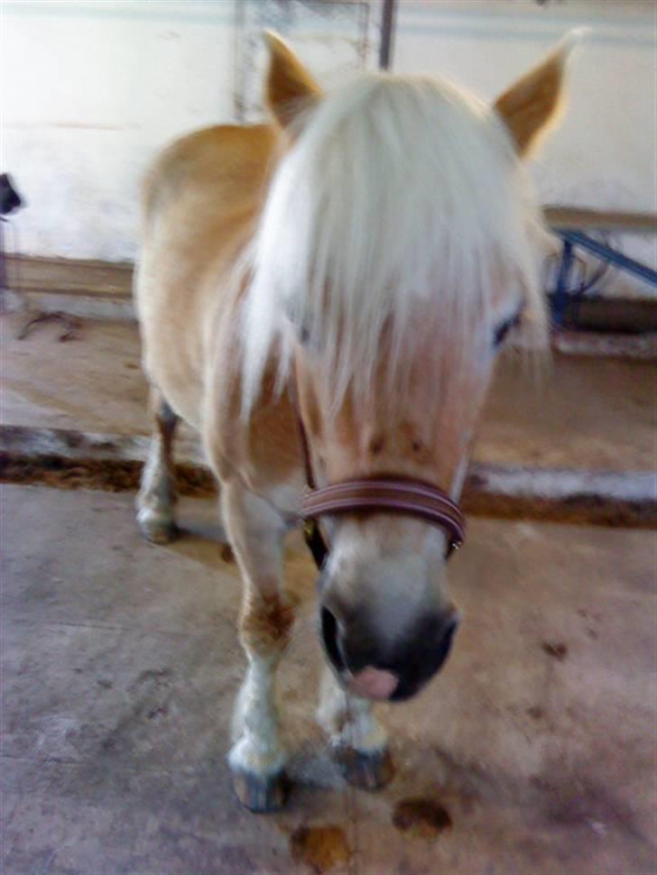 Haflinger Honey Flicka billede 13